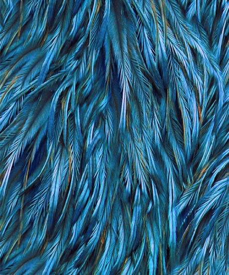 Pauweveren blauw