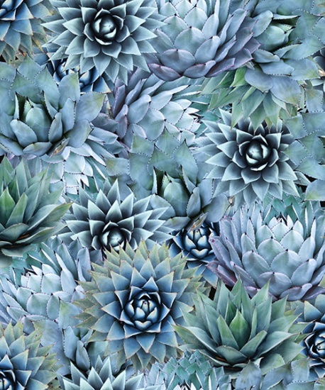 Agave